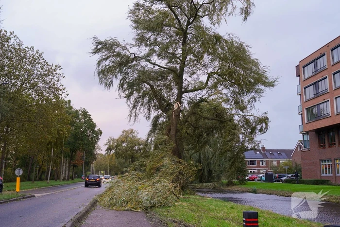 natuur bodegraafsestraatweg gouda