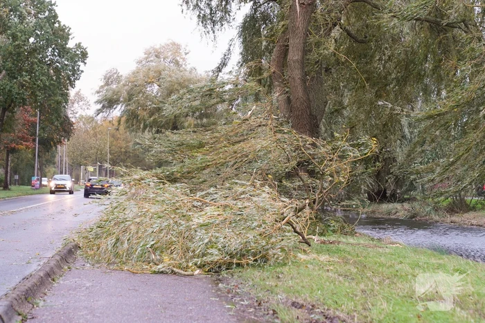 Grote tak breekt uit boom