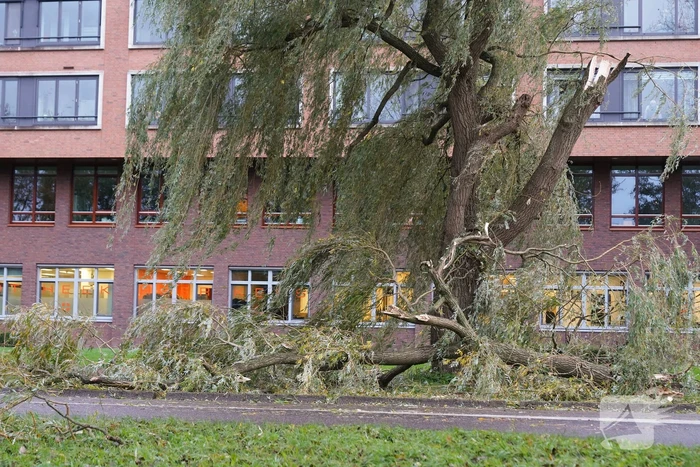 Grote tak breekt uit boom