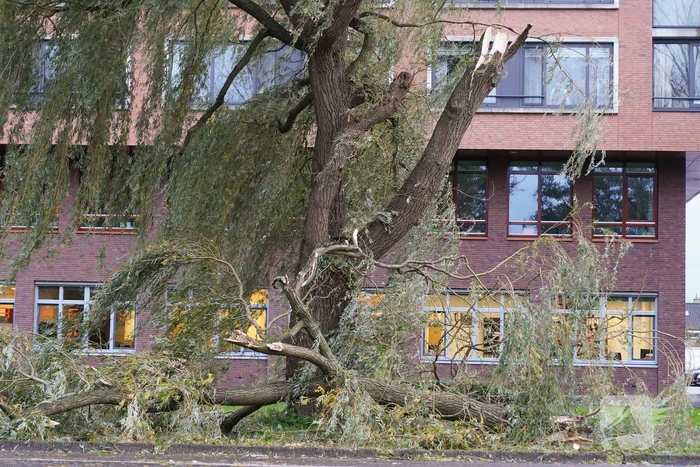 Grote tak breekt uit boom