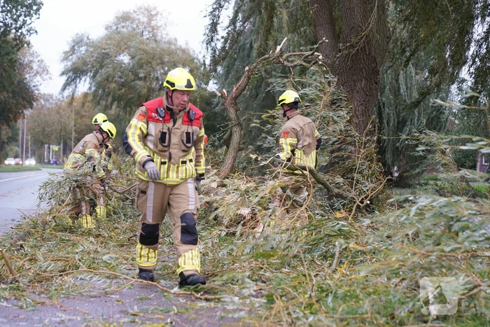 Grote tak breekt uit boom