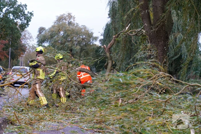 Grote tak breekt uit boom