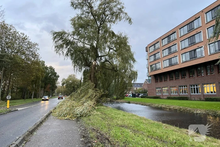 Grote tak breekt uit boom