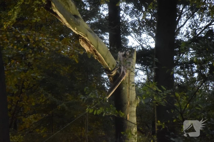 Boom dreigt op weg te vallen