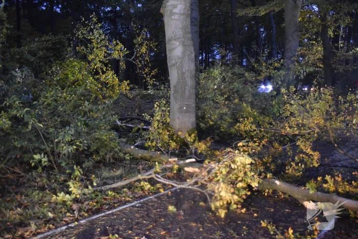 Boom dreigt op weg te vallen