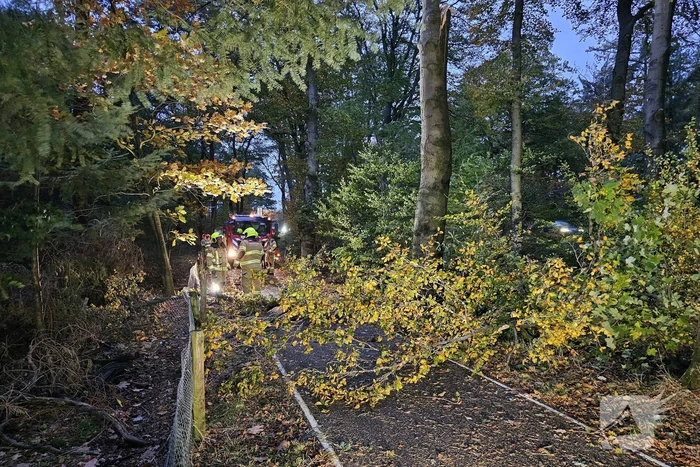 Boom dreigt op weg te vallen