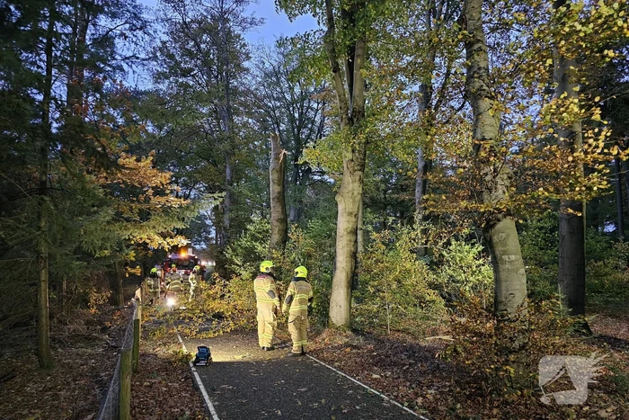 Boom dreigt op weg te vallen