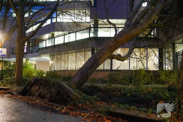 Grote boom waait tegen gebouw
