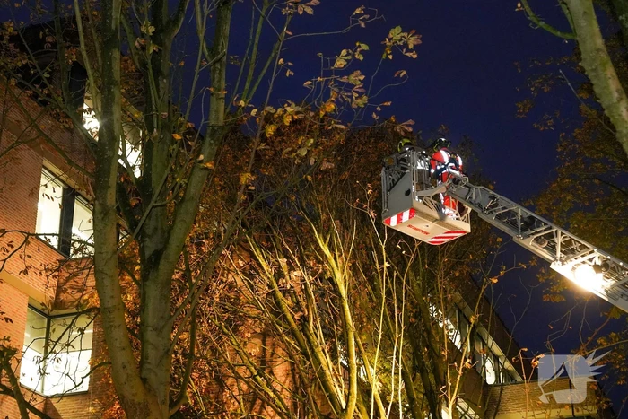 Grote boom waait tegen gebouw