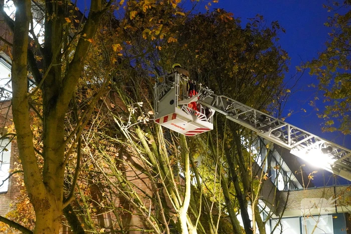 Grote boom waait tegen gebouw
