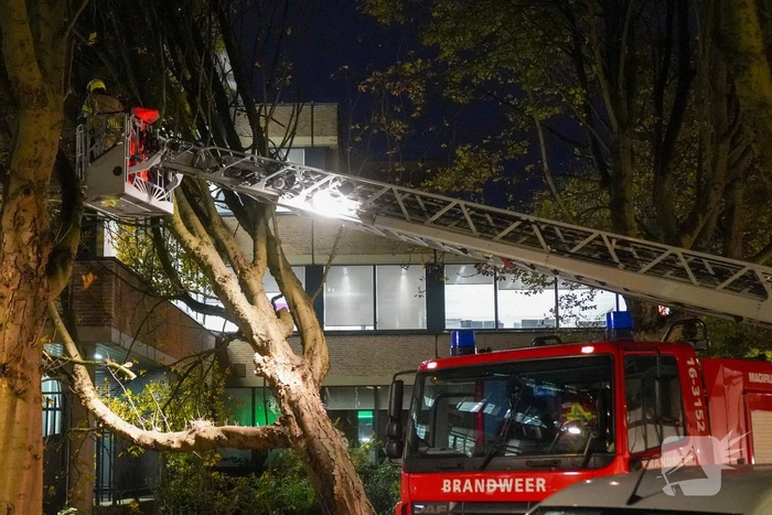Grote boom waait tegen gebouw