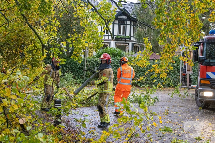 Grote boom waait om door storm