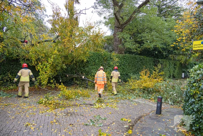 Grote boom waait om door storm