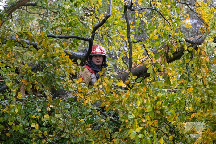 Grote boom waait om door storm