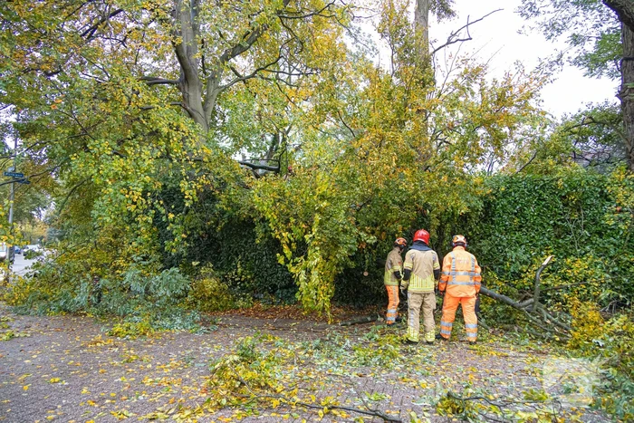 Grote boom waait om door storm