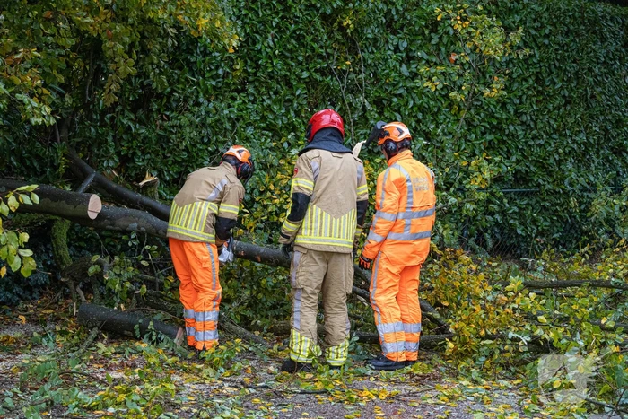 Grote boom waait om door storm