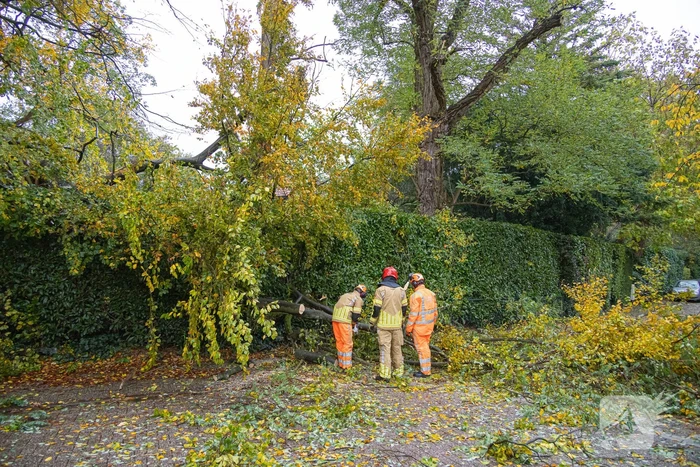 Grote boom waait om door storm