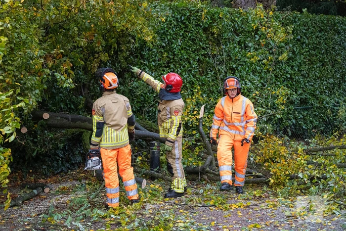 Grote boom waait om door storm