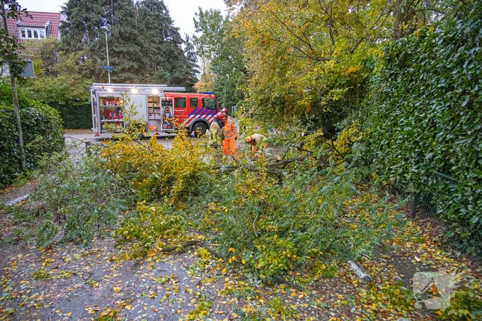 Grote boom waait om door storm