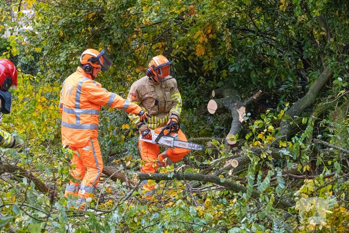 Grote boom waait om door storm