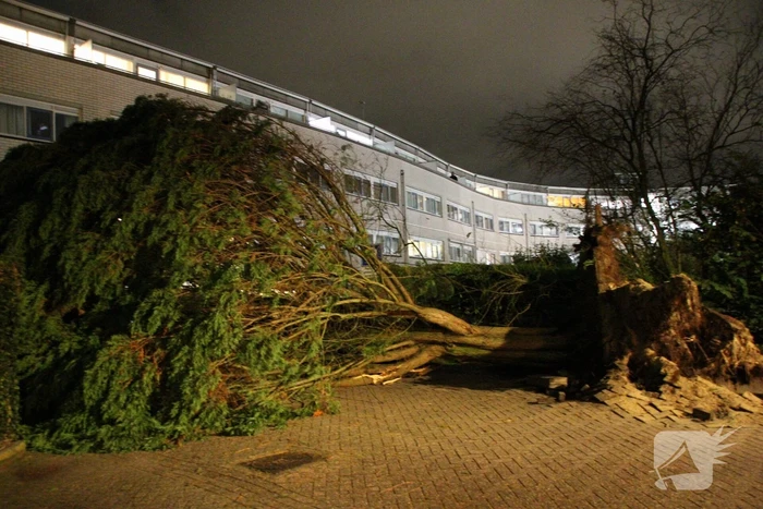 Gigantische boom valt om voor ingang van gebouw