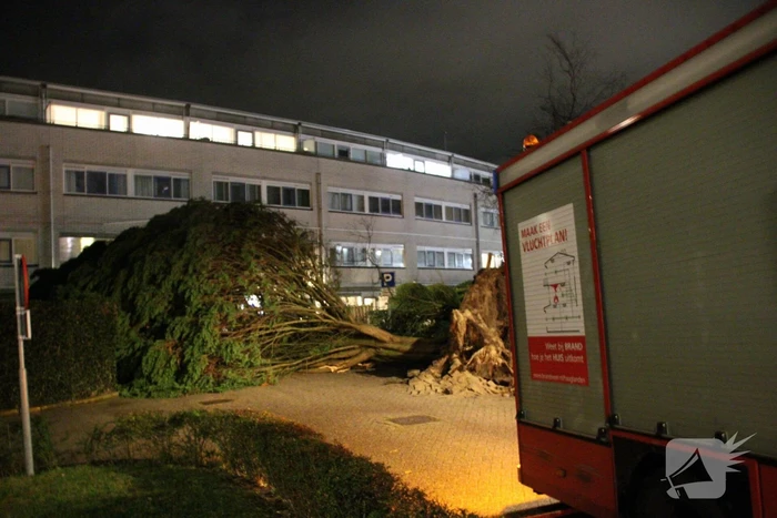 Gigantische boom valt om voor ingang van gebouw