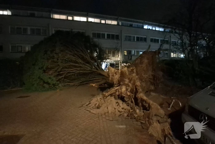 Gigantische boom valt om voor ingang van gebouw