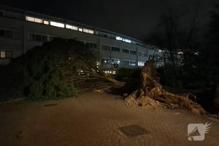 Gigantische boom valt om voor ingang van gebouw