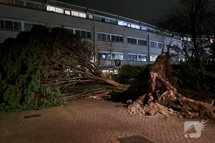 Gigantische boom valt om voor ingang van gebouw