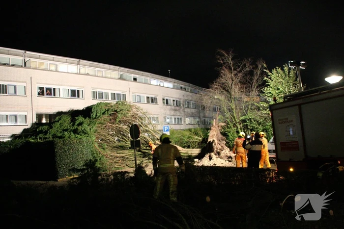 Gigantische boom valt om voor ingang van gebouw