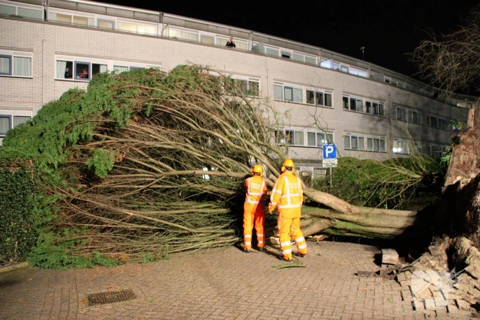 Gigantische boom valt om voor ingang van gebouw