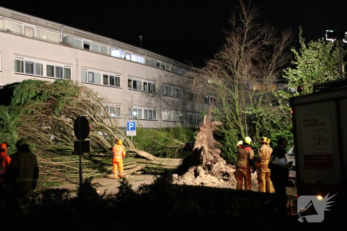 Gigantische boom valt om voor ingang van gebouw