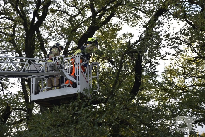 Brandweer verwijdert loshangende tak