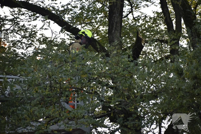Brandweer verwijdert loshangende tak
