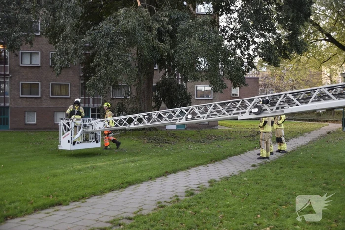Tak van grote boom breekt af