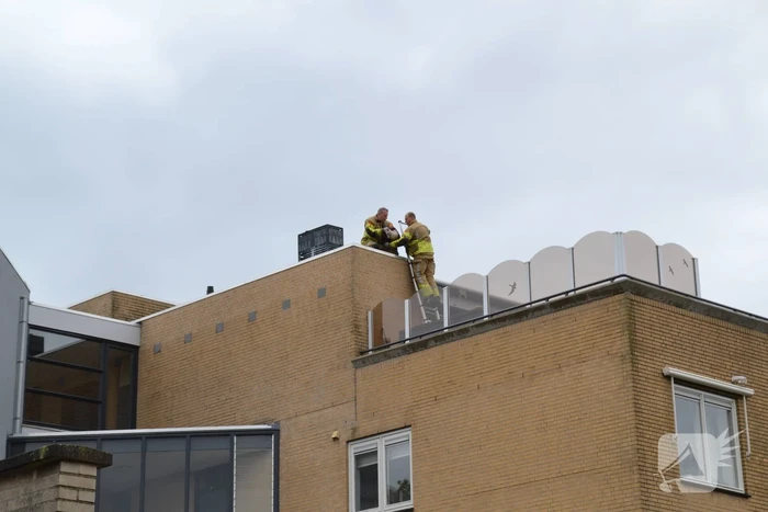 Brandweer haalt gewonde zwaan van dak