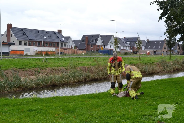 Brandweer haalt gewonde zwaan van dak