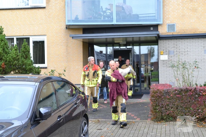 Brandweer haalt gewonde zwaan van dak