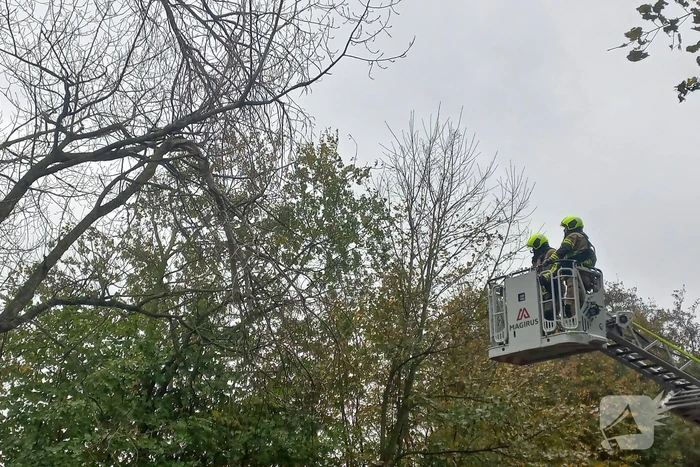 Brandweer verwijdert gevaarlijk hangende tak