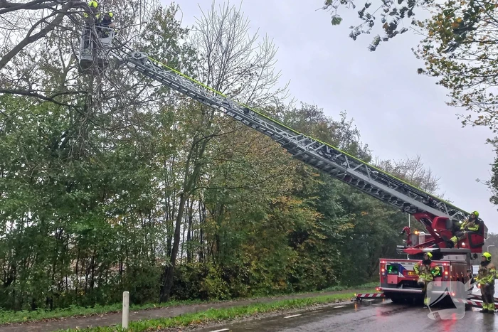 Brandweer verwijdert gevaarlijk hangende tak