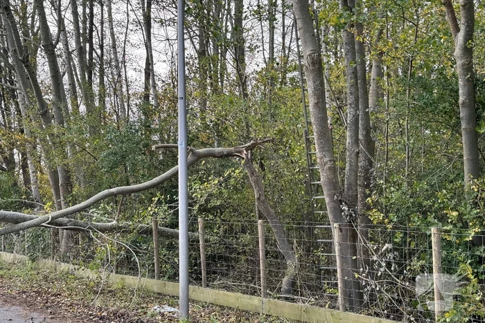 Brandweer zaagt boom in stukken