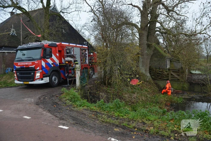Paard uit het water gered met kraan