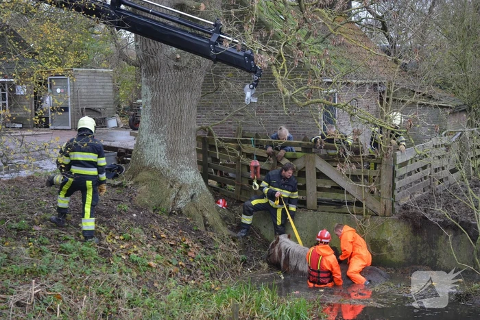 Paard uit het water gered met kraan
