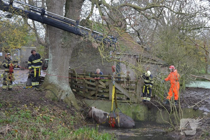Paard uit het water gered met kraan
