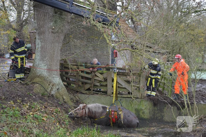 Paard uit het water gered met kraan