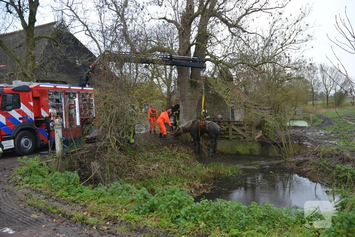 Paard uit het water gered met kraan