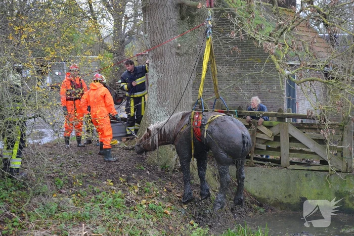 Paard uit het water gered met kraan