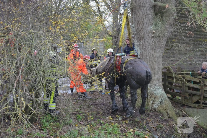 Paard uit het water gered met kraan