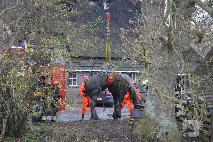 Paard uit het water gered met kraan