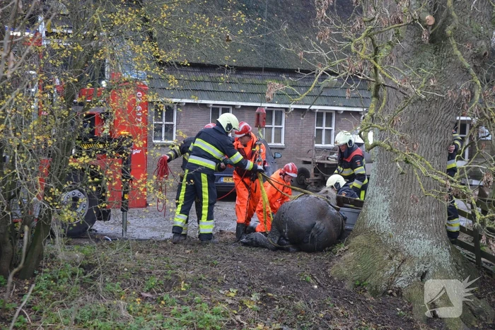 Paard uit het water gered met kraan